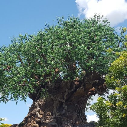 Animal Kingdom Subscription Box